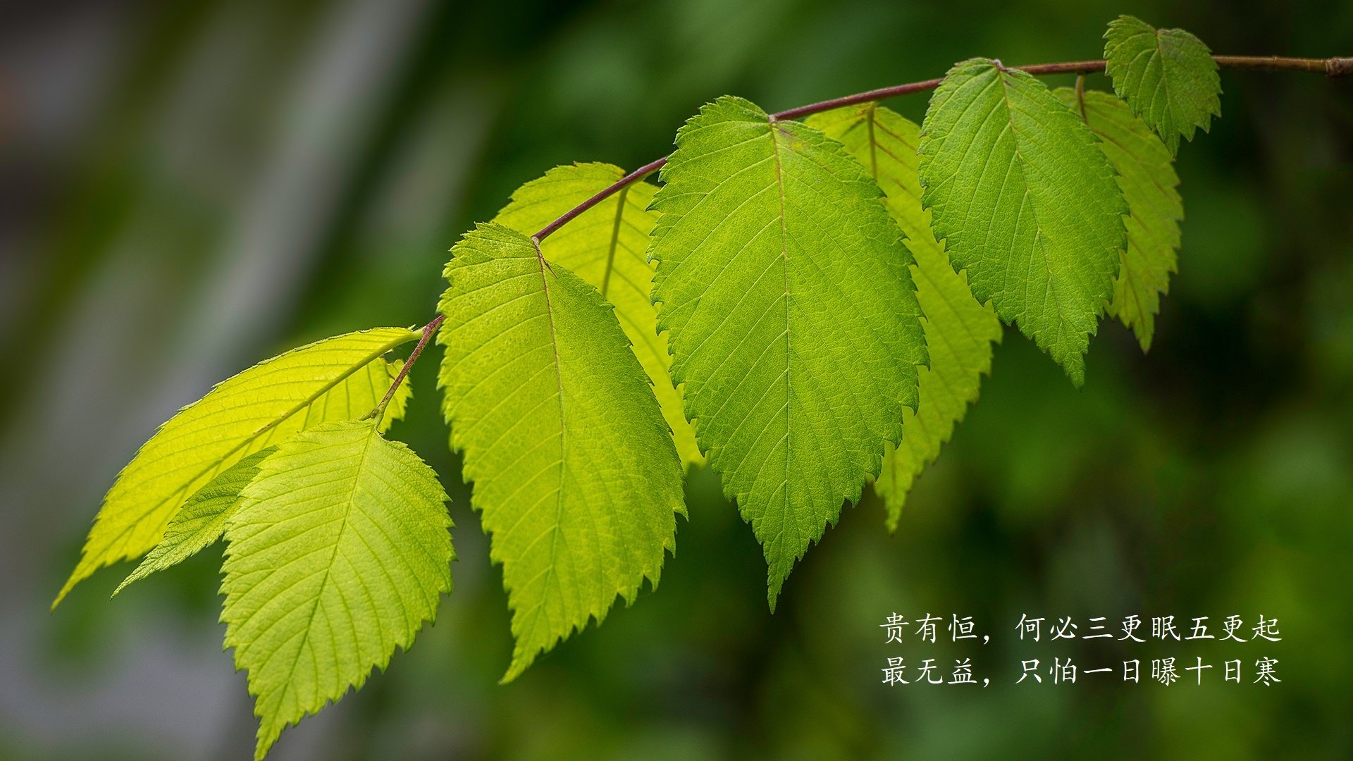 LEYU乐鱼体育官方网站-尤文图斯客场大胜热那亚，领跑积分榜，尤文图斯和热那亚比赛直播