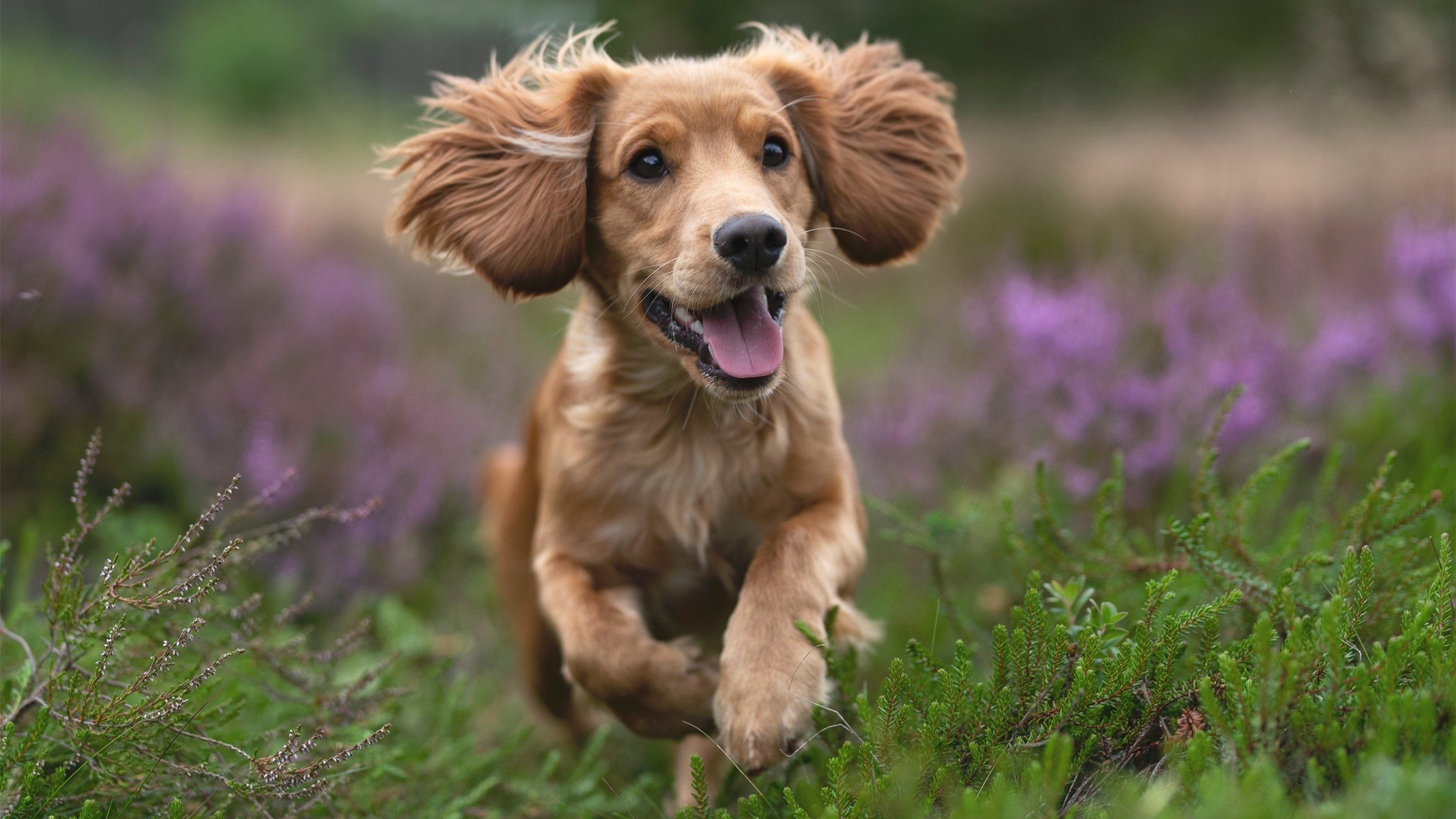 羽毛球战术训练模块系统化提升实效,羽毛球技战术分析